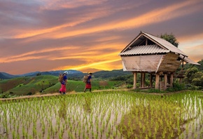 rice field terrace, Chiang Mai, Thailand