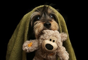 furry friends, Dog, Terrier