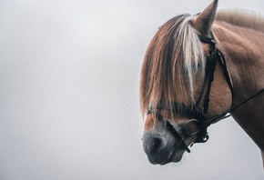 Animals, Norway, Norwegian Fjord Horse