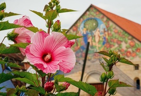 Petersberg, garden, Hesse, Germany, summer flower