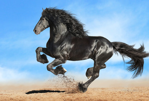 , , , , , , ,  , horse, mane, hooves, stallion, Frieze, crow, Friesian horse