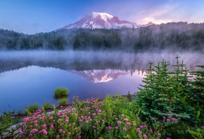 nature, forest, fog, lake, reflection, flowers, dawn, morning, trees, mountains, Mount Rainier National Park