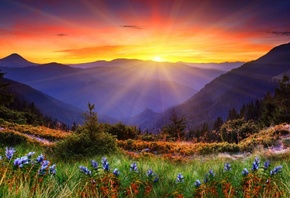 nature, panorama, flowers, sunrise, mountains, landscape