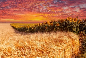 earth, field, sky, sunflower, landscape, sunset, wheat, beautiful