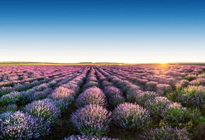 , , , , , , the sky, flowers, landscape, field, lavender