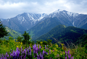 , , , , summer, nature, flowers, mountains