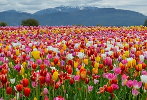 , , , , Spring, Colors, Tulips, , , Mountains, Field