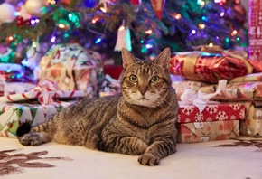 Cats, Pets, Christmas