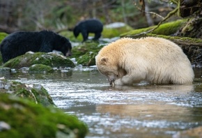 North America, Wildlife, Bears, Canada