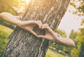 Love Tree, Outdoors, Forest, Plants, Nature