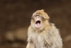 Barbary macaque, Monkey, Macaca Sylvanus