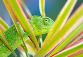 Chameleon, exotic and mesmerizing pets, terrarium