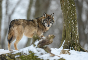 Gray Wolf, Winter Forest, nature