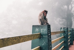 Snow Monkey, Foggy Day, Japan