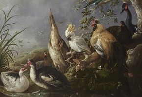 Melchior dHondecoeter, Dutch Art, A Menagerie of Exotic Birds in a Landscape