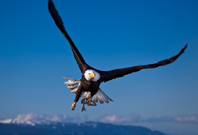 Bird of prey, fish, blue sky, flying, bald eagle