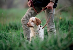 Hunting Dog, Brittany, dog, Autumn, Nature
