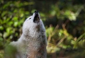 White Wolf, full moon, howls