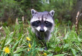 Wildlife, Cute Raccoon, Animals