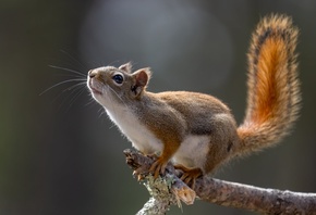Brown Squirrel, Furry, Cute, Outdoors