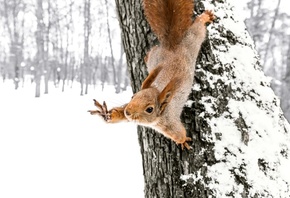 cute squirrel, winter forest, tree trunk