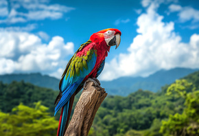 Lindo, Arara, Colorido, Floresta