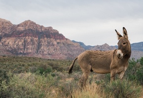 Nevada, donkey, mountain