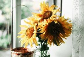 window, sunflowers, clear glass vase