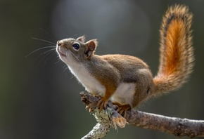 Squirrel, Tree Branch, wild nature