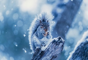 Squirrel, Snowing, Tree Branch