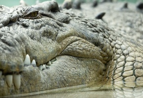 saltwater crocodile, zoo, Texas