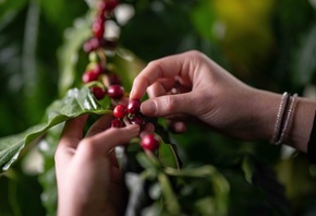 coffee, coffee plantation, India