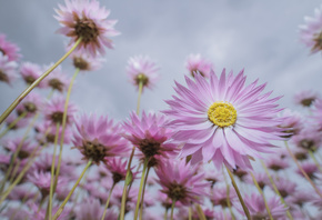 wildflower, pink paper daisies, Australia