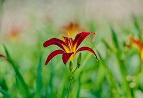 Flowers, Garden, Daylily