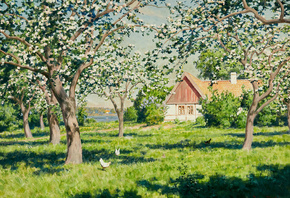 Johan Fredrik Krouthen, Swedish, Pecking hens under flowering fruit trees, 1922