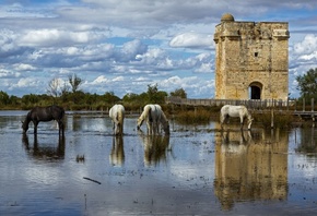 Aigues Mortes, France, Occitanie region, white horses, Carbonniere Tower