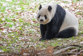 Giant Panda, Smithsonians National Zoo, Washington DC