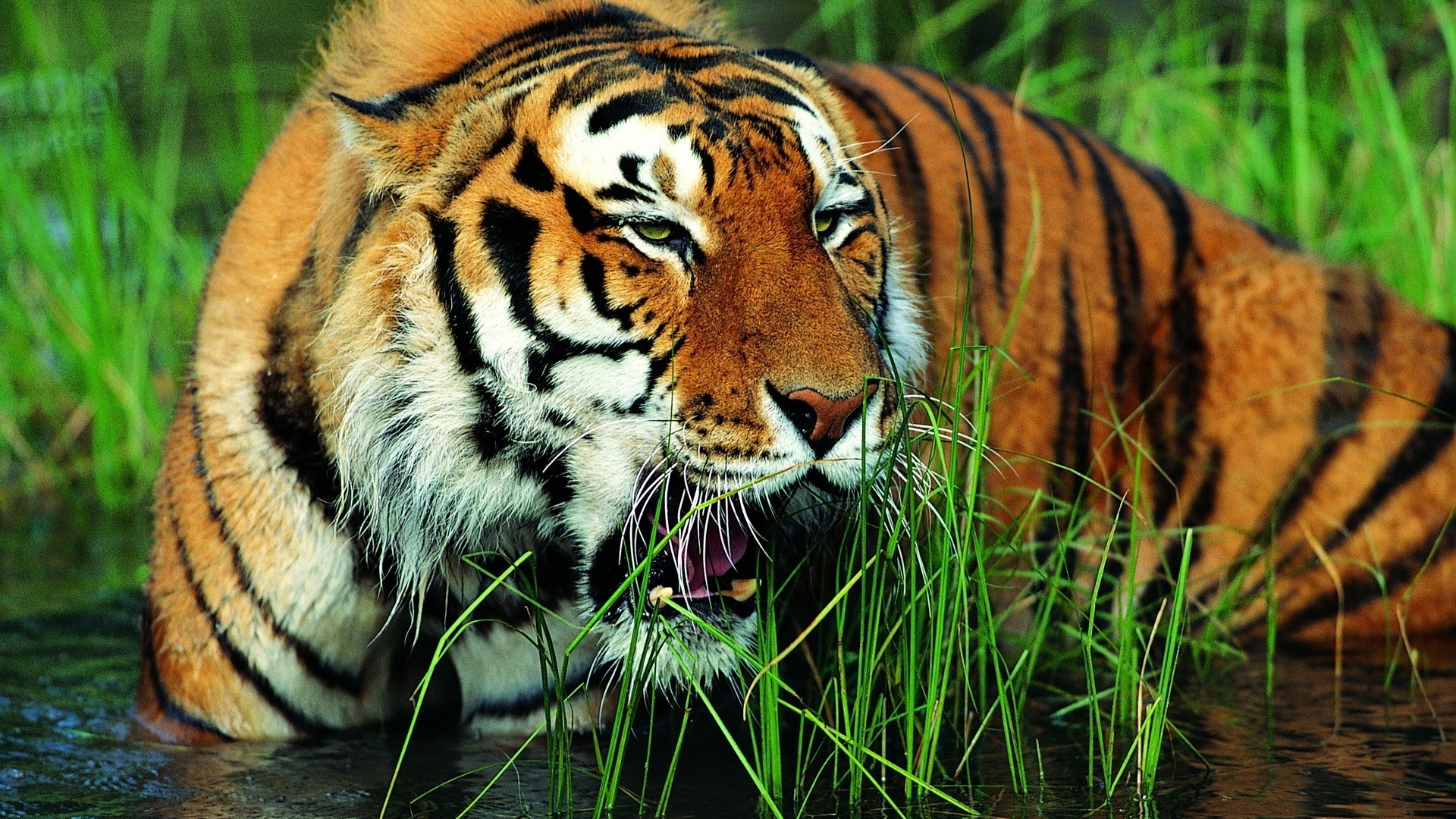 Картинка грозный тигр