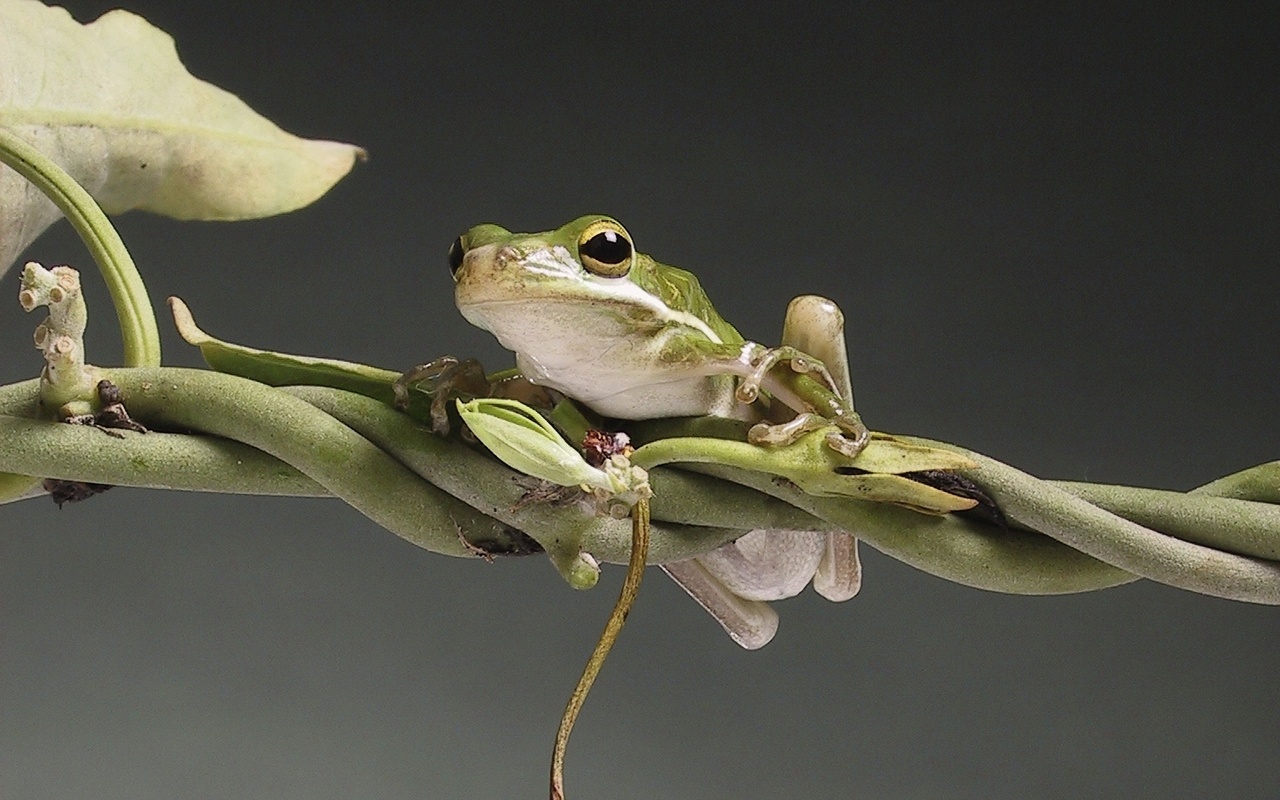 ,  ,   , tree-frog