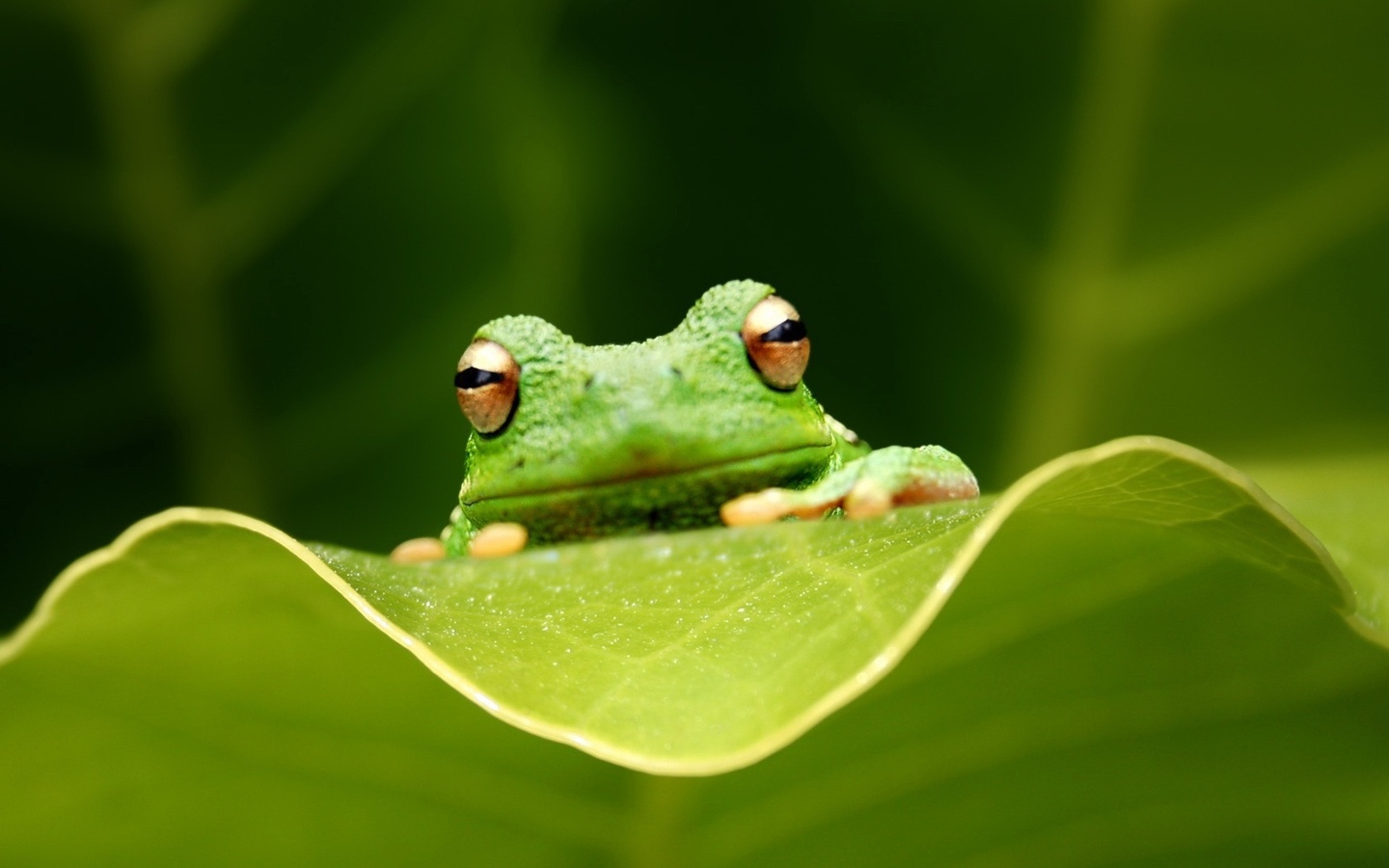 , ,   , tree-frog