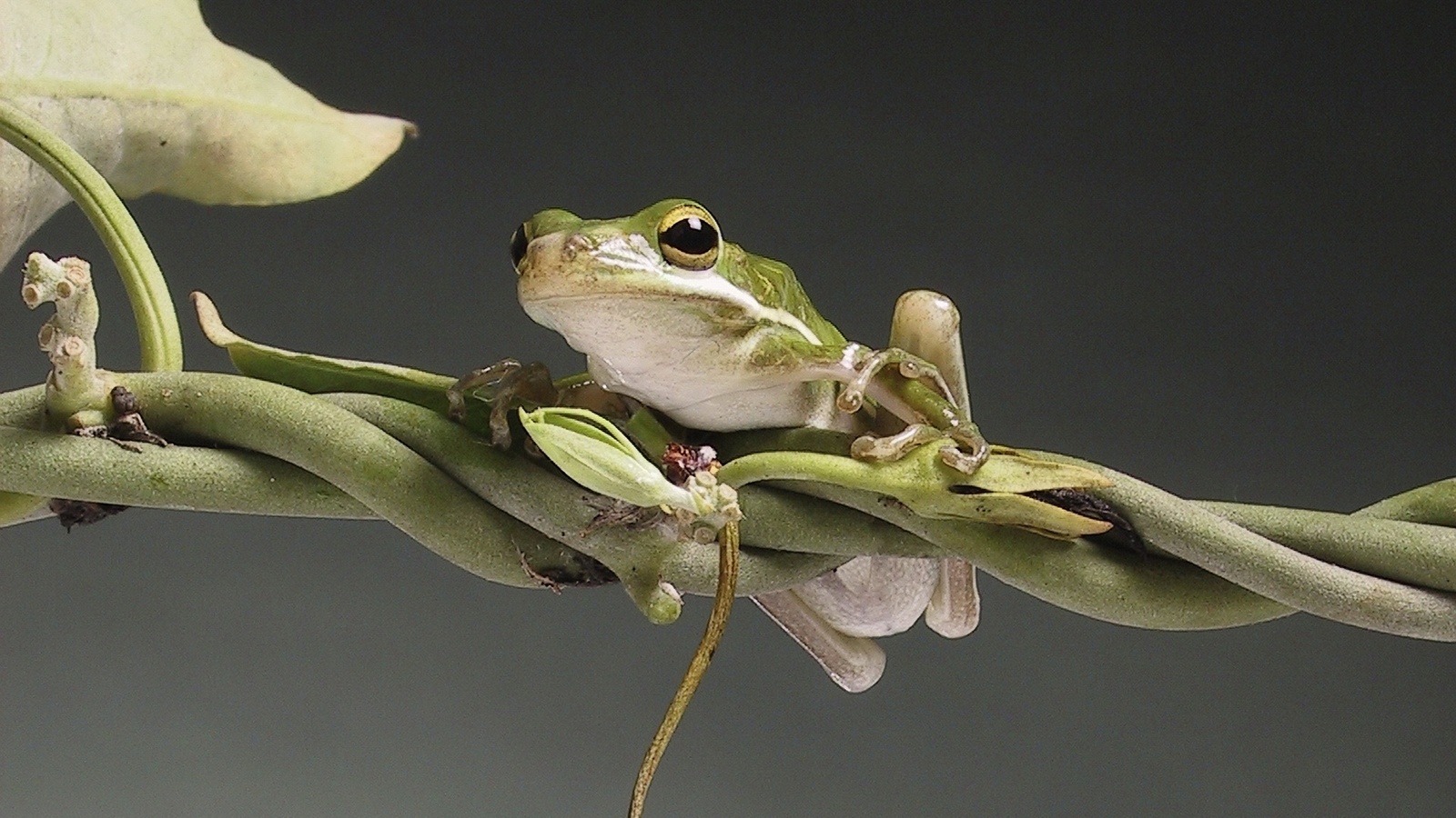 ,  ,   , tree-frog