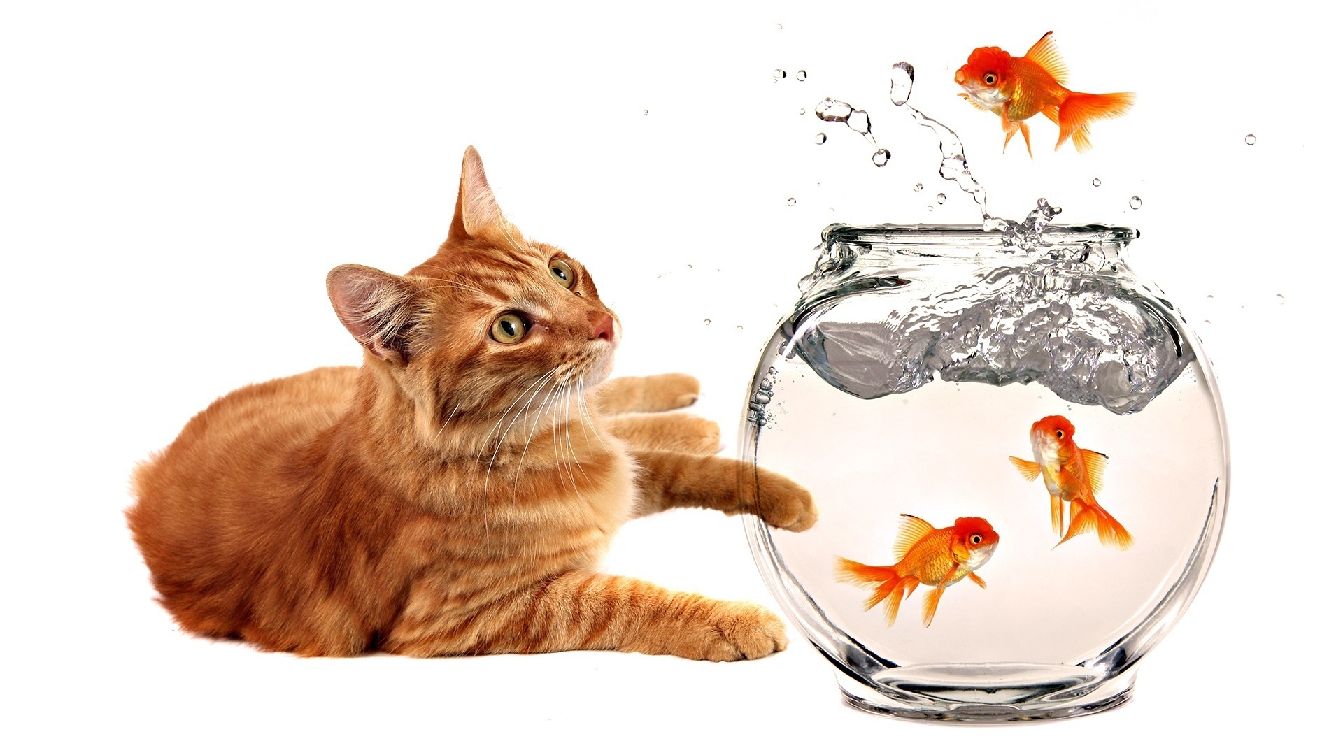 Фото котик с рыбкой