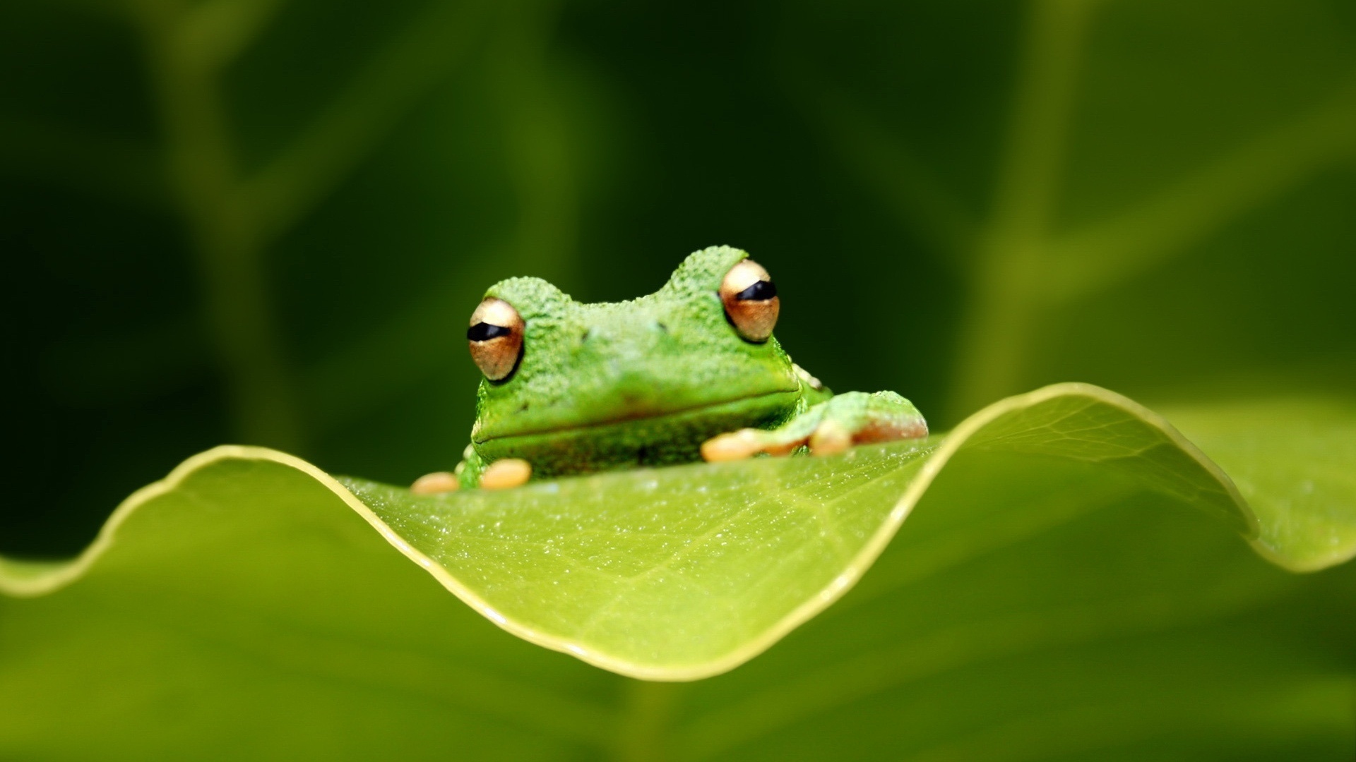 , ,   , tree-frog