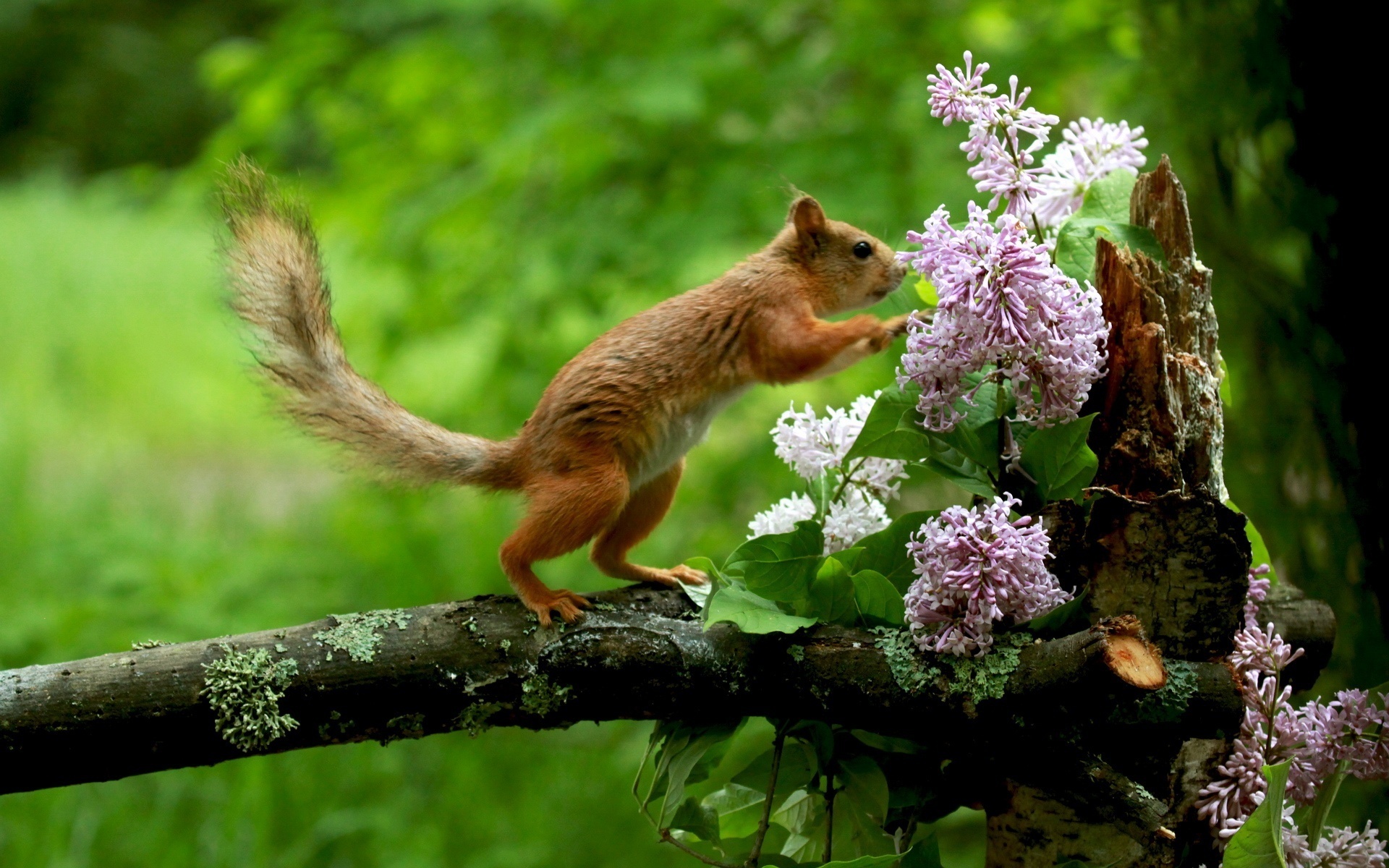 Удивительный мир живой. Природа с животными. Животные весной. Звери в лесу. Красивая природа животные.