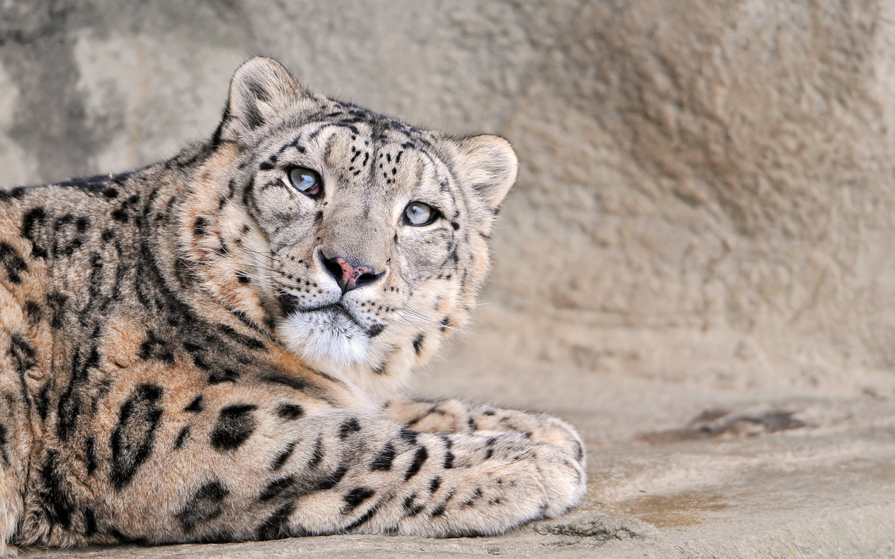 snow leopard,  , , 