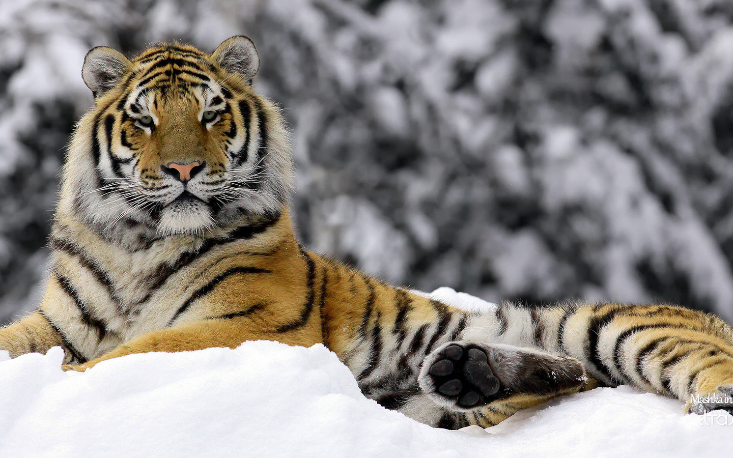 Mashka in winter, , , tiger