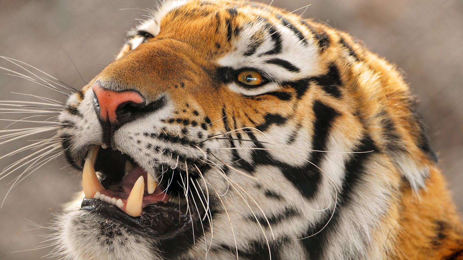 , , , panthera tigris altaica,  ,  , amur tigr