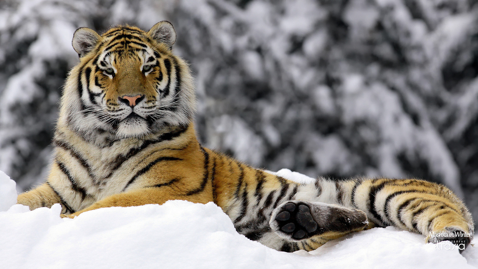 Mashka in winter, , , tiger