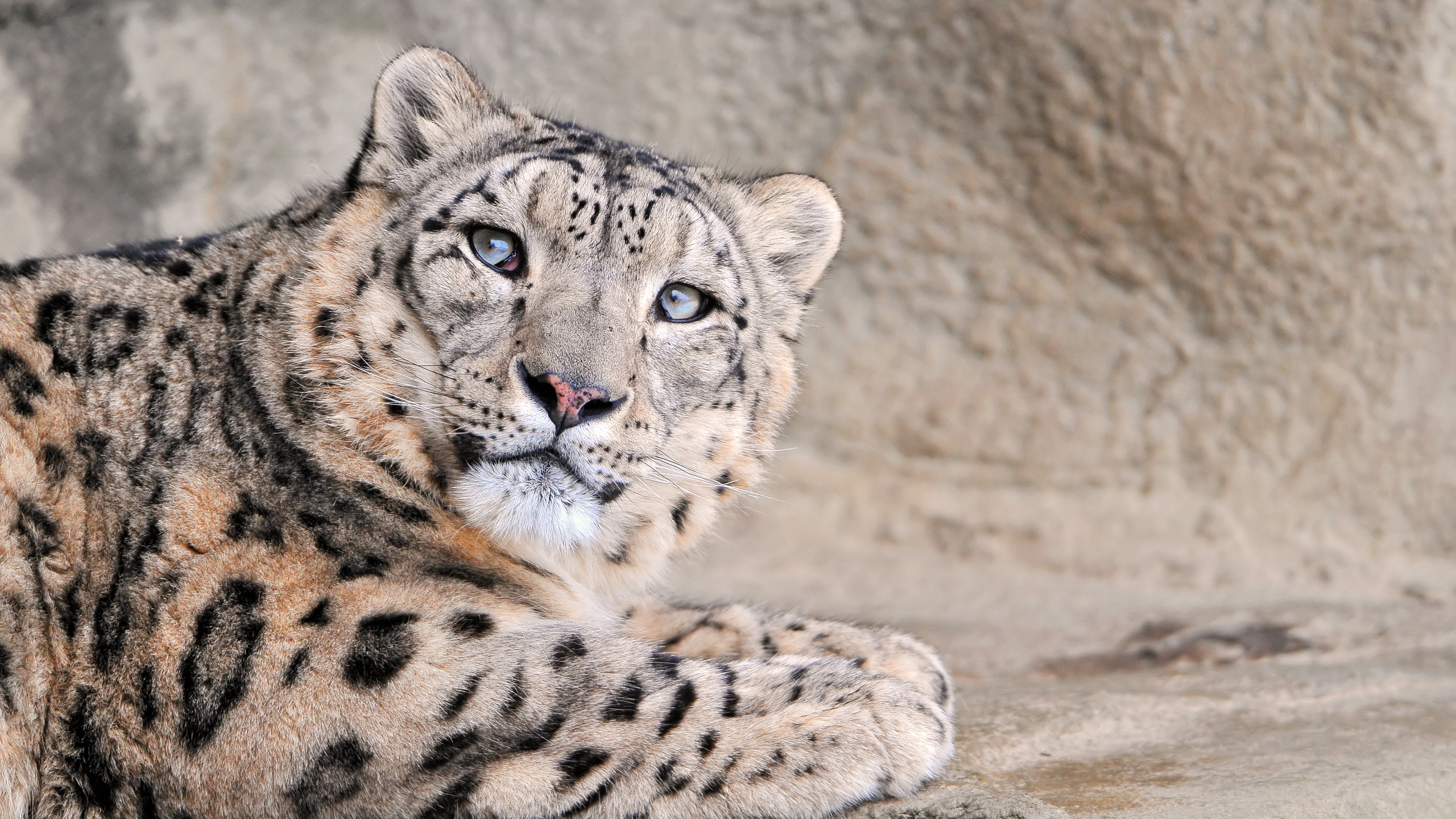 snow leopard,  , , 