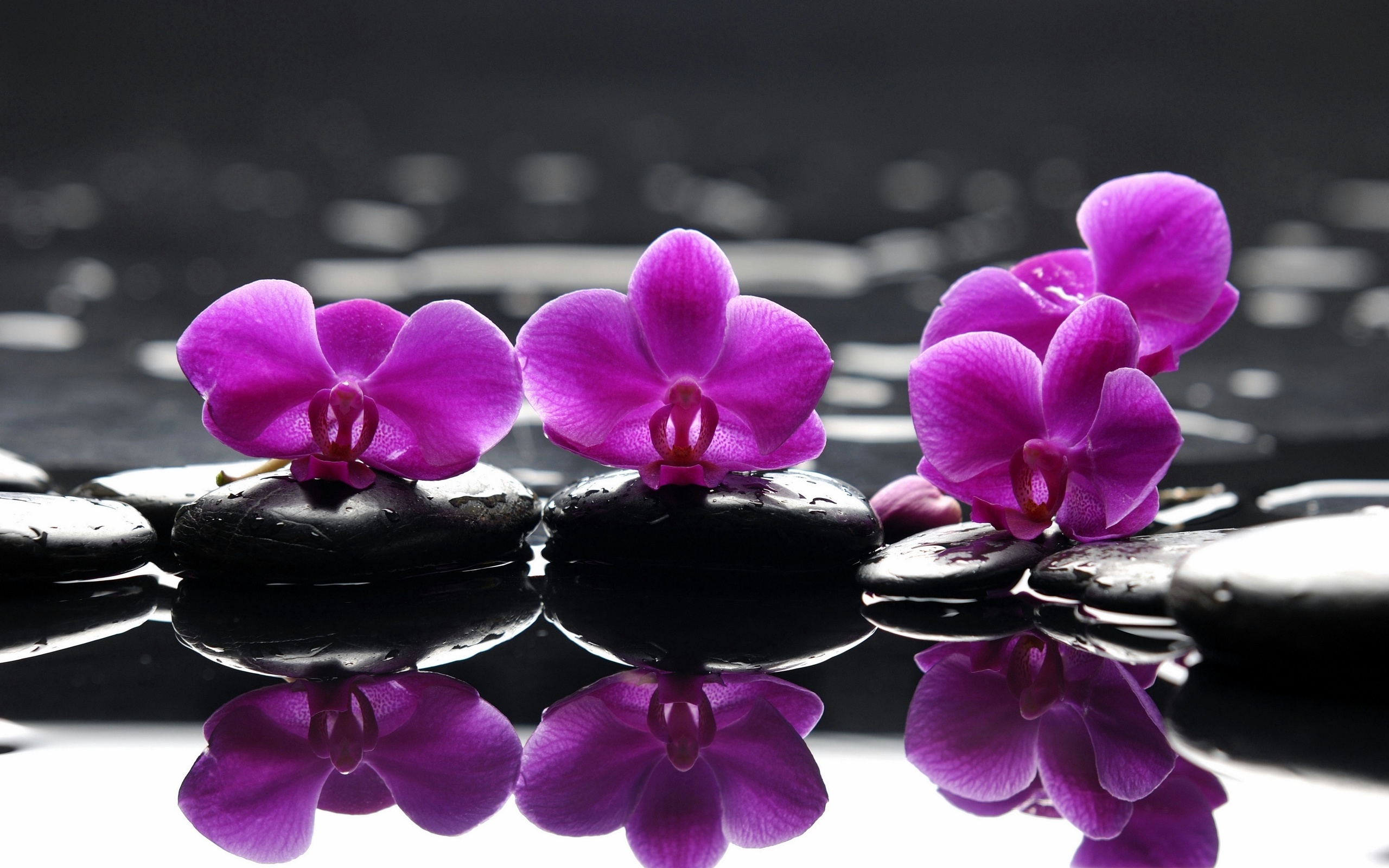 , , Spa, , , , purple flowers